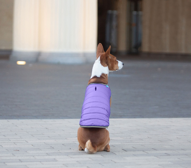 AiryVest kurtka peleryna dla psa, M, B 52-62 сm, С 36-47 сm fioletowy