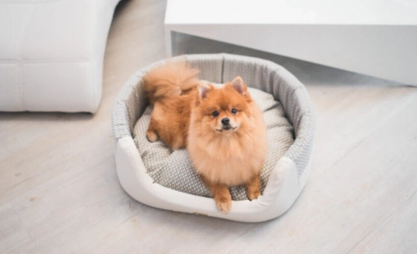 AMIPLAY Legowisko Elipsa Morgan Białe S