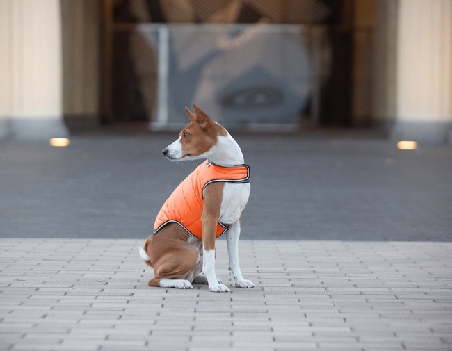 AiryVest kurtka peleryna dla psa, S, B 41-51 сm, С 25-35 сm pomarańczowy