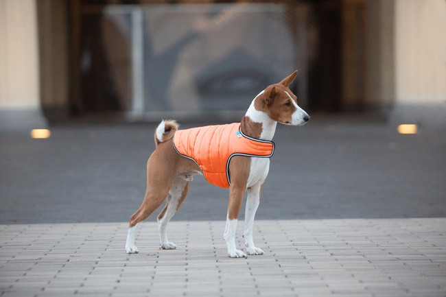 AiryVest kurtka peleryna dla psa, L, B 58-70 сm, С 42-52 сm pomarańczowy