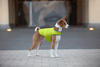 AiryVest kurtka peleryna dla psa, XL, B 68-80 сm, С 42-52 сm jasnozielony