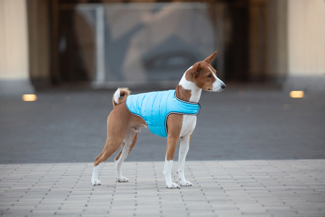 AiryVest kurtka peleryna dla psa, M, B 52-62 сm, С 36-47 сm niebieski