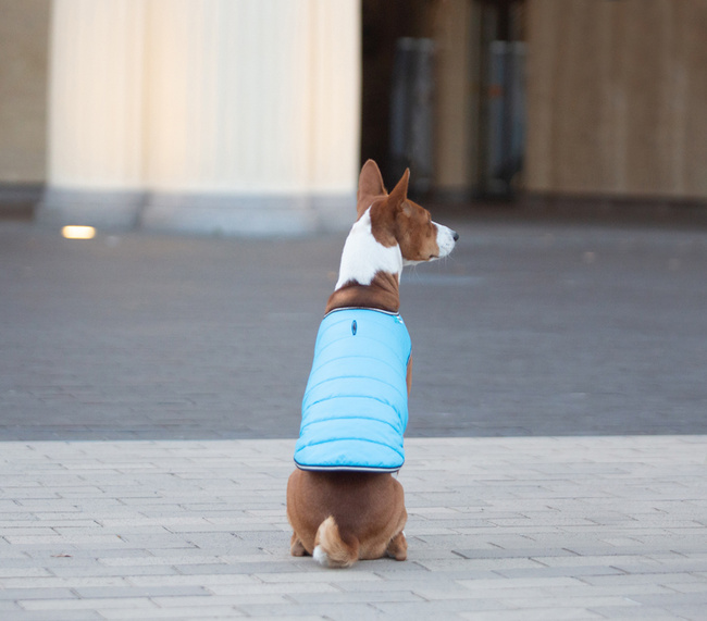 AiryVest kurtka peleryna dla psa, S, B 41-51 сm, С 25-35 сm niebieski