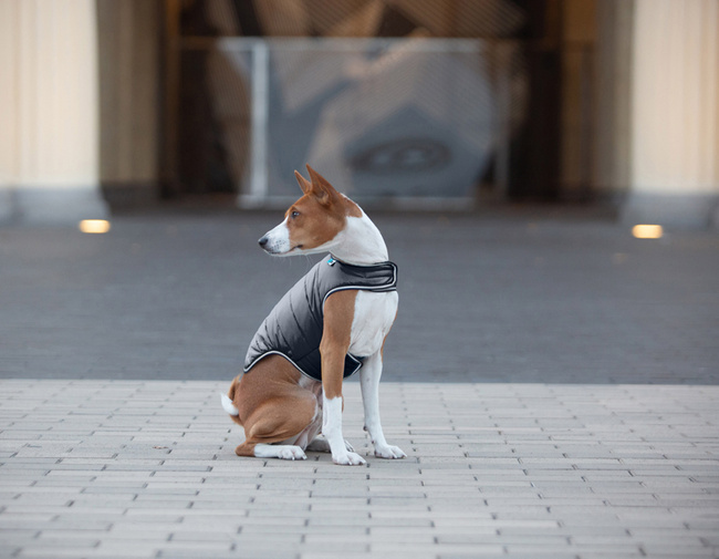 AiryVest kurtka peleryna dla psa, S, B 41-51 сm, С 25-35 сm czarny