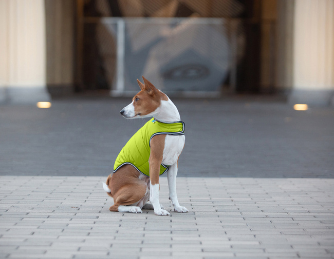 AiryVest kurtka peleryna dla psa, XL, B 68-80 сm, С 42-52 сm jasnozielony