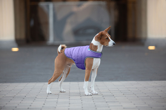 AiryVest kurtka peleryna dla psa, M, B 52-62 сm, С 36-47 сm fioletowy