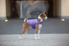AiryVest kurtka peleryna dla psa, M, B 52-62 сm, С 36-47 сm fioletowy