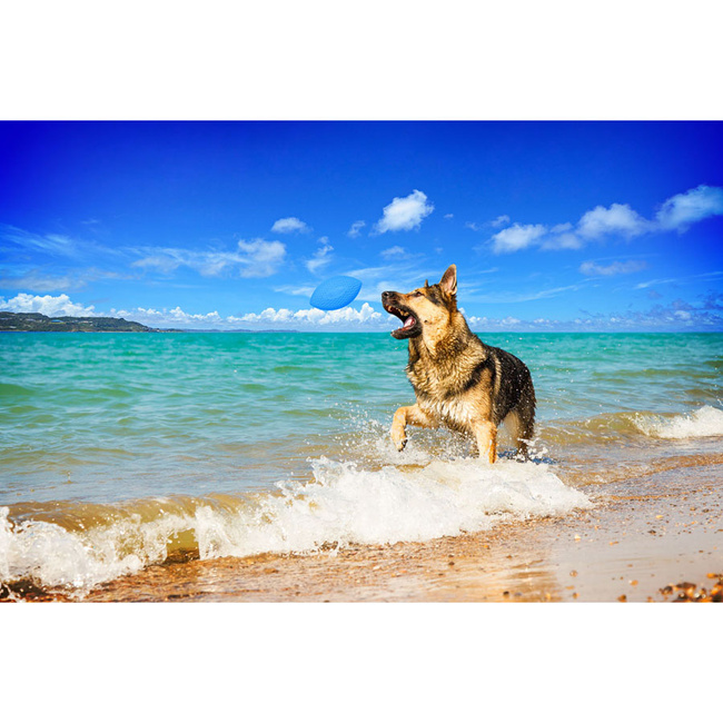 PitchDog piłka sportowa, średnica 9 cm niebieski