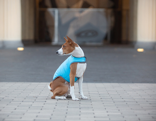 AiryVest kurtka peleryna dla psa, S, B 41-51 сm, С 25-35 сm niebieski