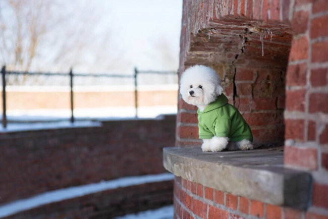 AMIPLAY Bluza Z Kapturem Texas Czerwona 50cm