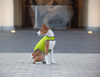 AiryVest kurtka peleryna dla psa, S, B 41-51 сm, С 25-35 сm jasnozielony
